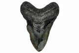 Bargain, Fossil Megalodon Tooth - North Carolina #358915-1